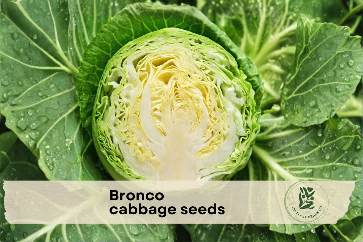 50 Bronco Cabbage Seeds – Brassica oleracea, Compact Round Heads, Vegetable Seeds for Garden Beds & Containers