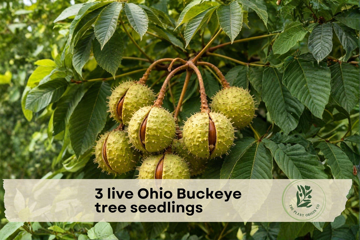 3 Live Ohio Buckeye Tree Seedlings | Native Aesculus glabra Young Trees for Landscaping & Garden