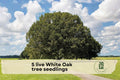 Live White Oak Tree Seedlings – 5 Pack, Quercus alba, Native USA Hardwood for Landscaping & Shade
