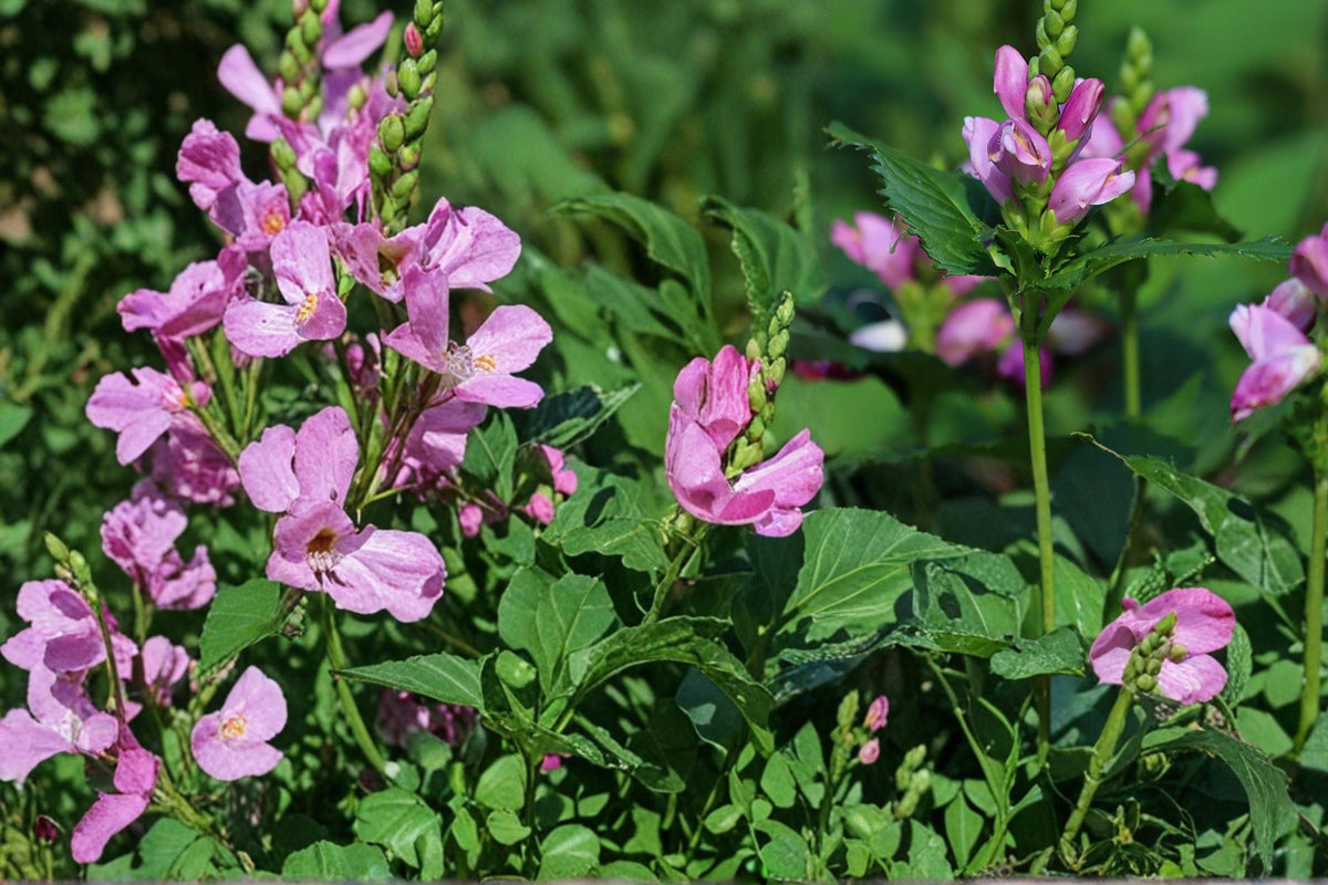 50 Seeds Pink Turtlehead Chelone obliqua Perennial Flower