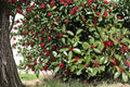 American Holly Seeds - 10 Seeds Ilex opaca - Evergreen Tree with Red Berries - Ornamental Plant for Landscape and Hedges