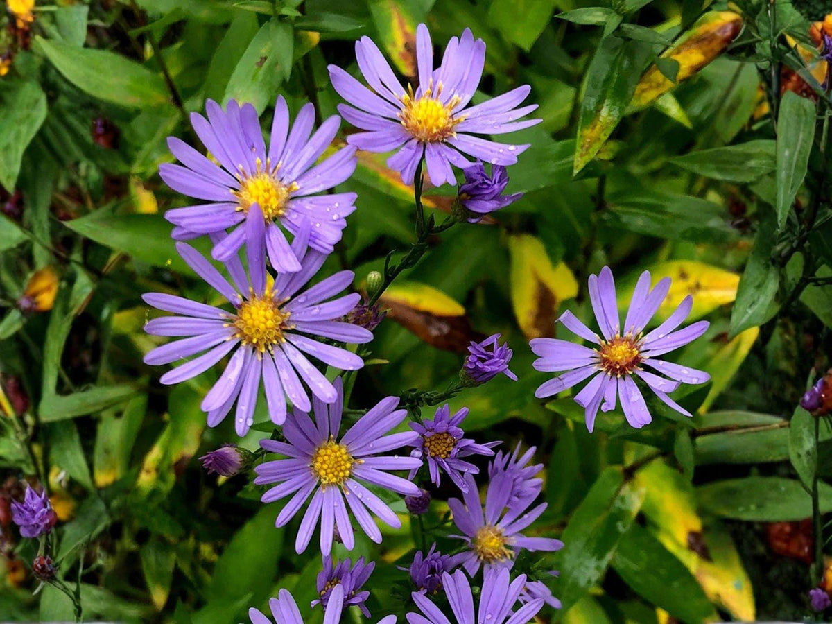 Smooth Blue Aster Seeds – Heirloom Non-GMO Native Wildflower for Pollinator Gardens & Landscape, Symphyotrichum laeve (100 Seeds)