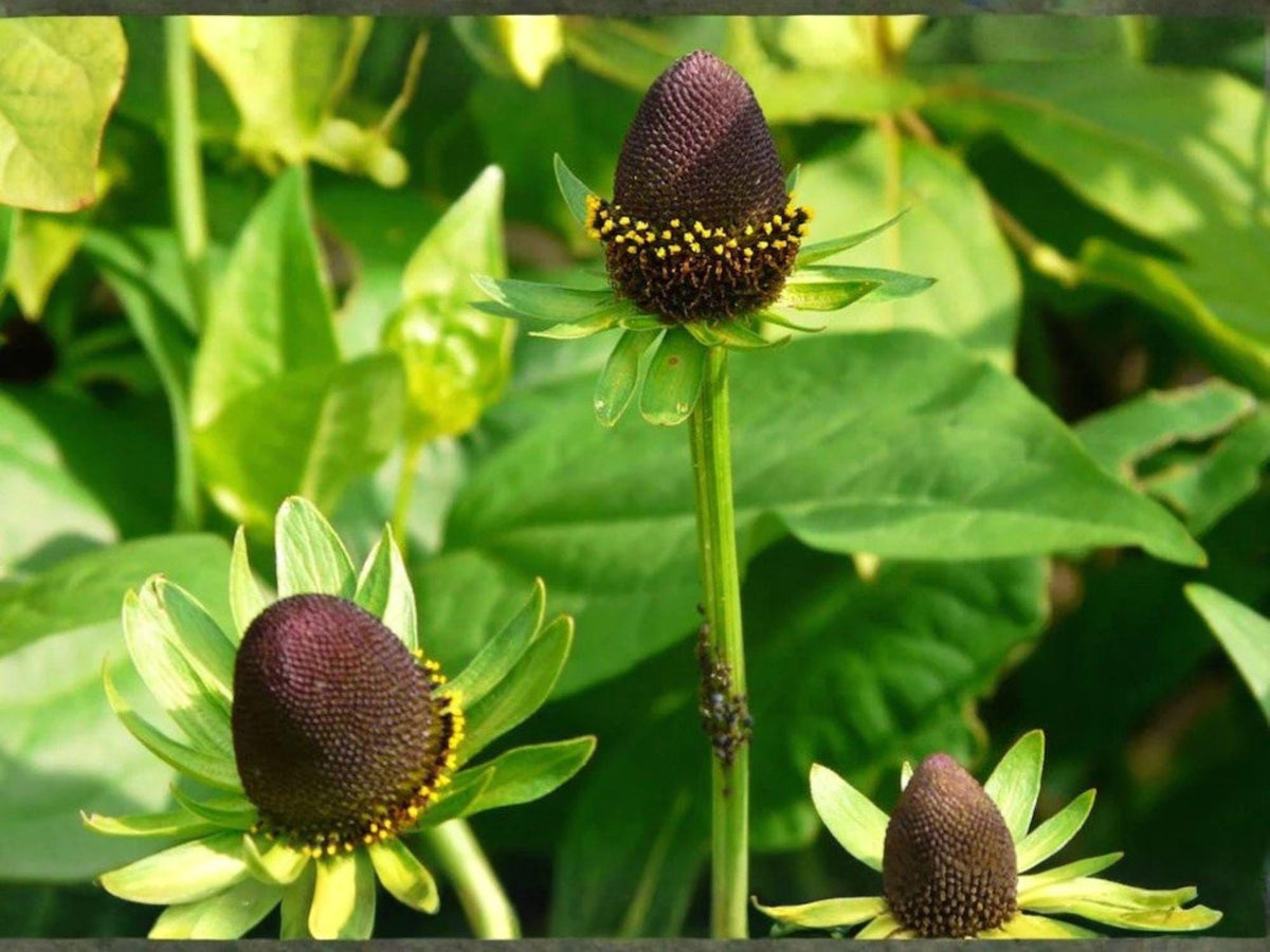 Western Coneflower Seeds – Heirloom Non-GMO Rudbeckia occidentalis for Native Wildflower Gardens