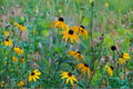400 Seeds Black-Eyed Susan Rudbeckia hirta Flower