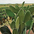Brasiliopuntia brasiliensis Brazilian Prickly Pear Cactus Rooted Plant 15-20 cm Succulent for Xeriscape, Indoor & Outdoor Gardens