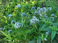 Eastern Bluestar Seeds – Amsonia tabernaemontana Heirloom Perennial Flower Seeds for Native Gardens and Perennial Beds