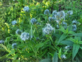 30 Eastern Bluestar Seeds Amsonia tabernaemontana Heirloom Perennial Flower