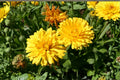 100 Seeds Pacific Beauty Yellow Calendula Calendula officinalis Flower Seeds