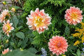 Pink Pooh Sunflower Seeds - 50pcs Non-GMO Organic Heirloom Pink Blooms Helianthus annuus for Garden, Cut Flowers