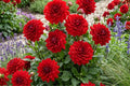 Bicolor Rose Seeds - 35 Heirloom Garden Flower Seeds - Easy Grow Rosa spp.