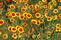 250 Seeds Plains Coreopsis Coreopsis tinctoria Annual Wildflower