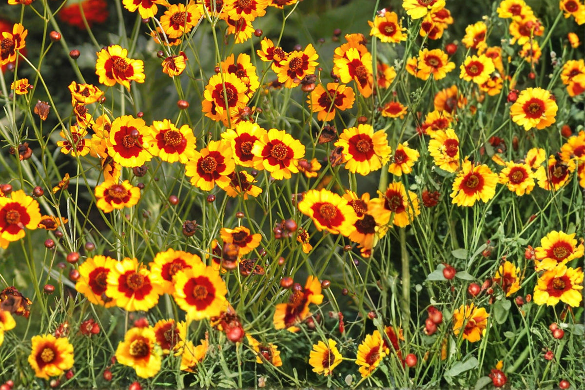 250 Seeds Plains Coreopsis Coreopsis tinctoria Annual Wildflower