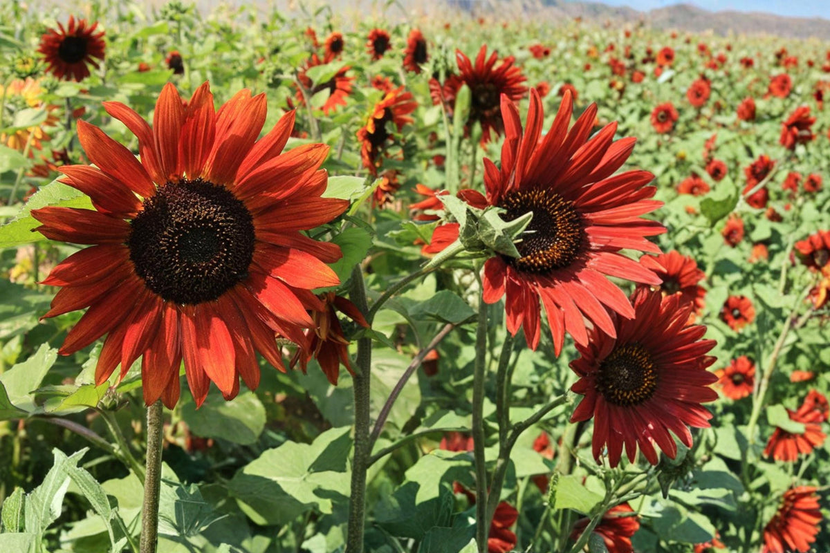 15 Seeds Velvet Queen Sunflower Helianthus annuus Deep Red Burgundy Blooms