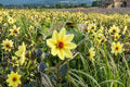 Single Flowered Dahlia Tuber Clump - TOURNESOL (Dahlia pinnata) - Large 6+ Inch Blooms for Garden, Container, Cut Flowers