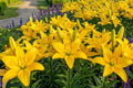Yellow County Asiatic Lily Bulbs - 3 Pack, Butterfly Attracting, Lilium asiaticum, Summer Blooming Flower Bulbs