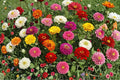 California Giant Zinnia Seeds – Mixed Colors, Heirloom, Non-GMO, Tall Cut Flower Garden, Bright Blooms, 200+ Seeds