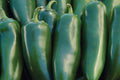 Mammoth Jalapeno Pepper Seeds – Heirloom Non-GMO High Yield Thick-Walled Green to Red Hot Peppers