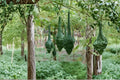 Caveman’s Club Gourd Seeds – Rare Maranka Heirloom Ornamental Gourds for Climbing Vines, Decorative, Non-GMO, 10 Seeds