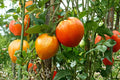 Orange Oxheart Tomato Seeds – Rare Heirloom, Heart-Shaped, Sweet Meaty Flavor, Indeterminate, Non-GMO, 30+ Seeds