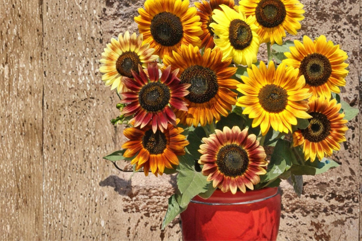 15 Seeds Autumn Beauty Sunflower Helianthus annuus Garden Flower