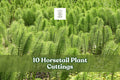 10 Horsetail Plant Cuttings Equisetum Aquatic Green Stems Fast Growing for Ponds and Aquascaping