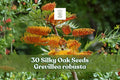 30 Silky Oak Seeds Grevillea robusta Fast Growing Evergreen Tree with Golden-Orange Flowers, Ideal for Landscaping and Shade