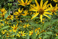 100 Seeds Early Sunflower Heliopsis helianthoides Yellow Blooms