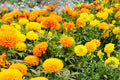 100 Seeds Crackerjack Marigold Tagetes erecta Flower Seeds