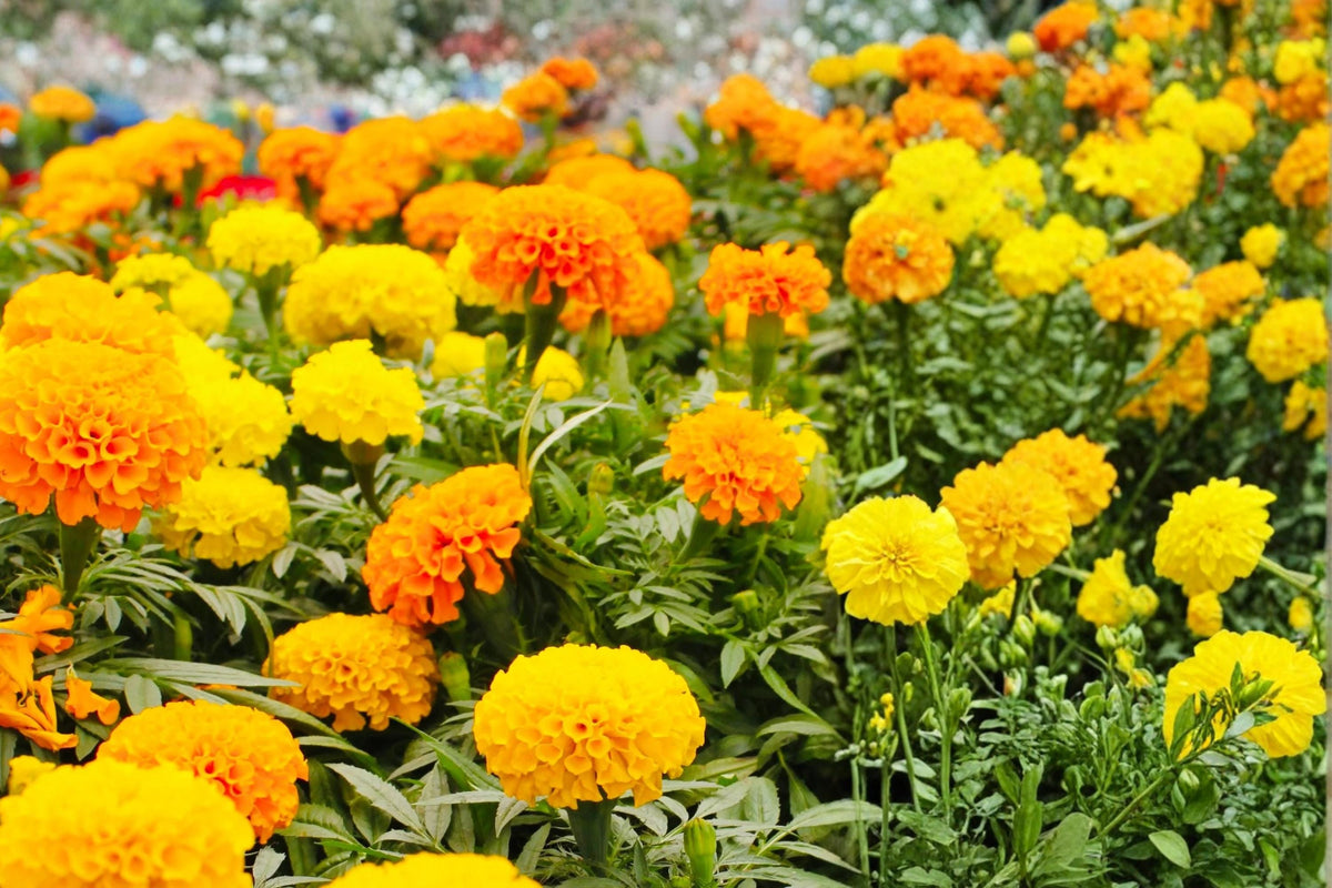100 Seeds Crackerjack Marigold Tagetes erecta Flower Seeds