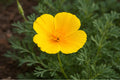 Dwarf California Poppy Seeds (Eschscholzia caespitosa) - Native Wildflower for Rock Gardens & Dry Areas, 100 Seeds