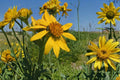 30 Seeds Yellow Crownbeard Verbesina helianthoides Native Wildflower