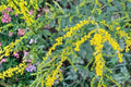 Elmleaf Goldenrod Seeds – Perennial Wildflower with Yellow Clusters – Solidago ulmifolia for Pollinator Gardens & Natural Landscapes