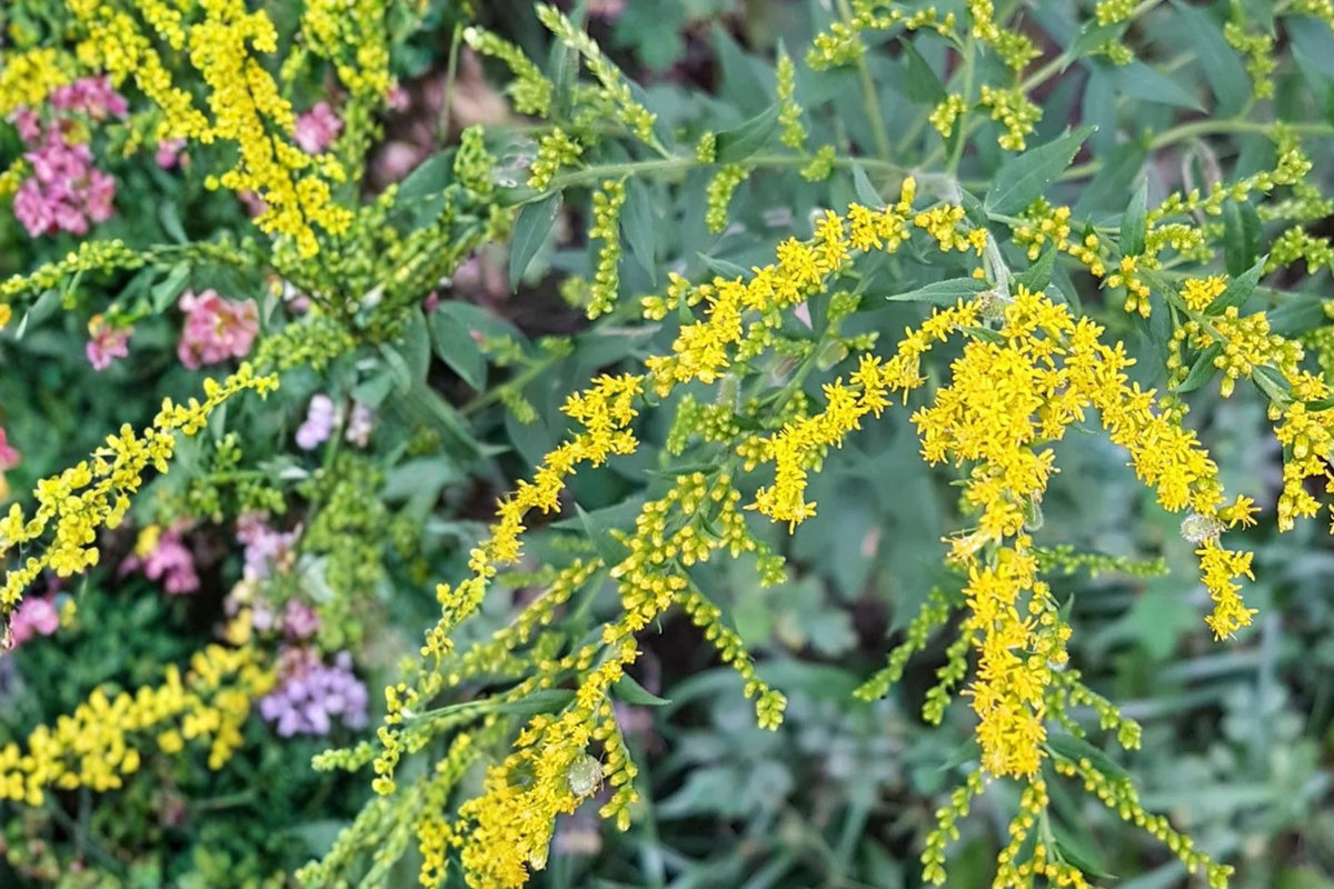 100 Seeds Elmleaf Goldenrod Solidago ulmifolia Native Wildflower