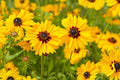 Golden Wave Tickseed Seeds (Coreopsis basalis) - Bright Yellow Wildflower for Borders & Pollinator Gardens