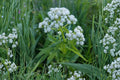 25 Seeds Wild Quinine Parthenium integrifolium Native Perennial