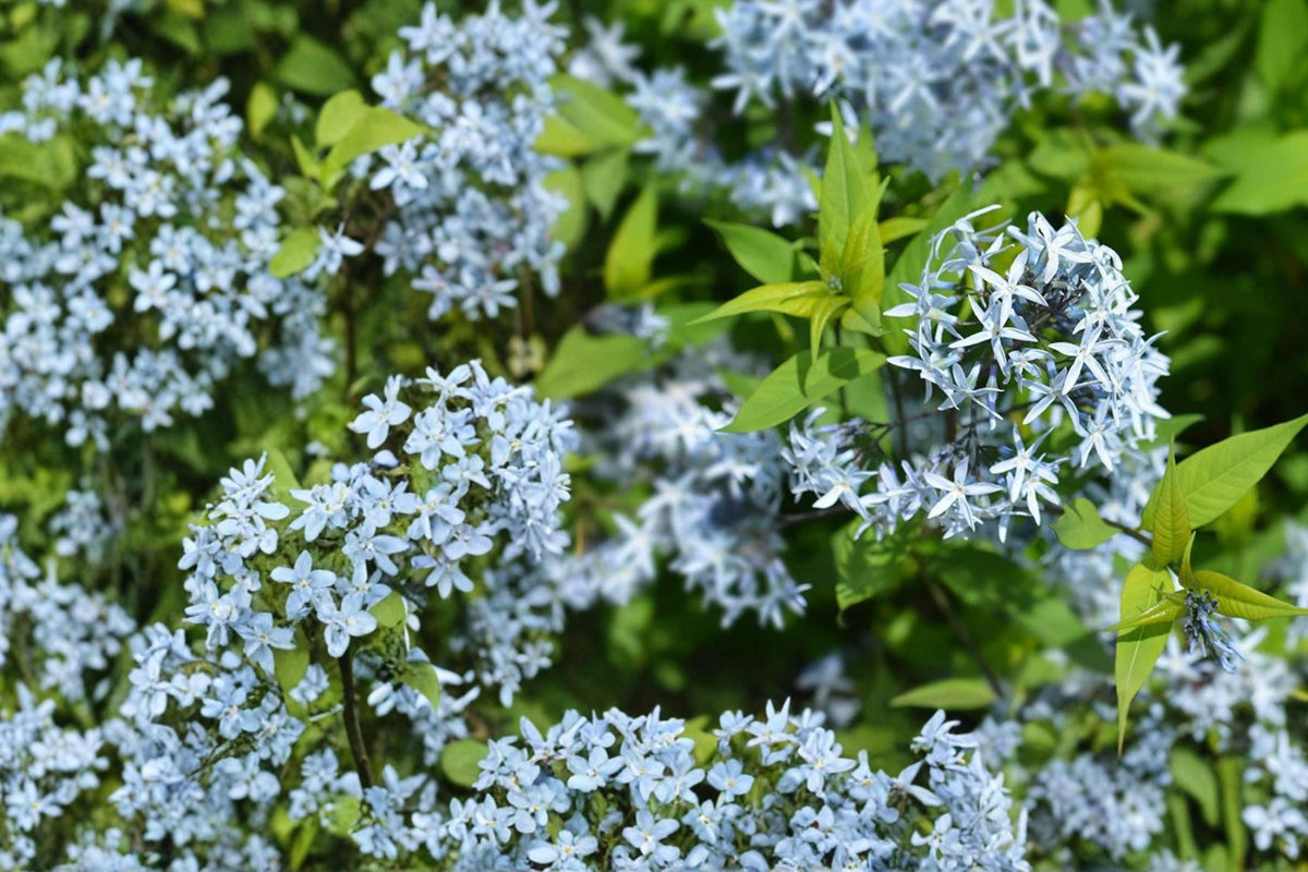 10 Seeds Eastern Bluestar Amsonia tabernaemontana