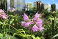 10 Seeds Virginia Waterleaf Hydrophyllum virginianum Native Woodland Shade Perennial