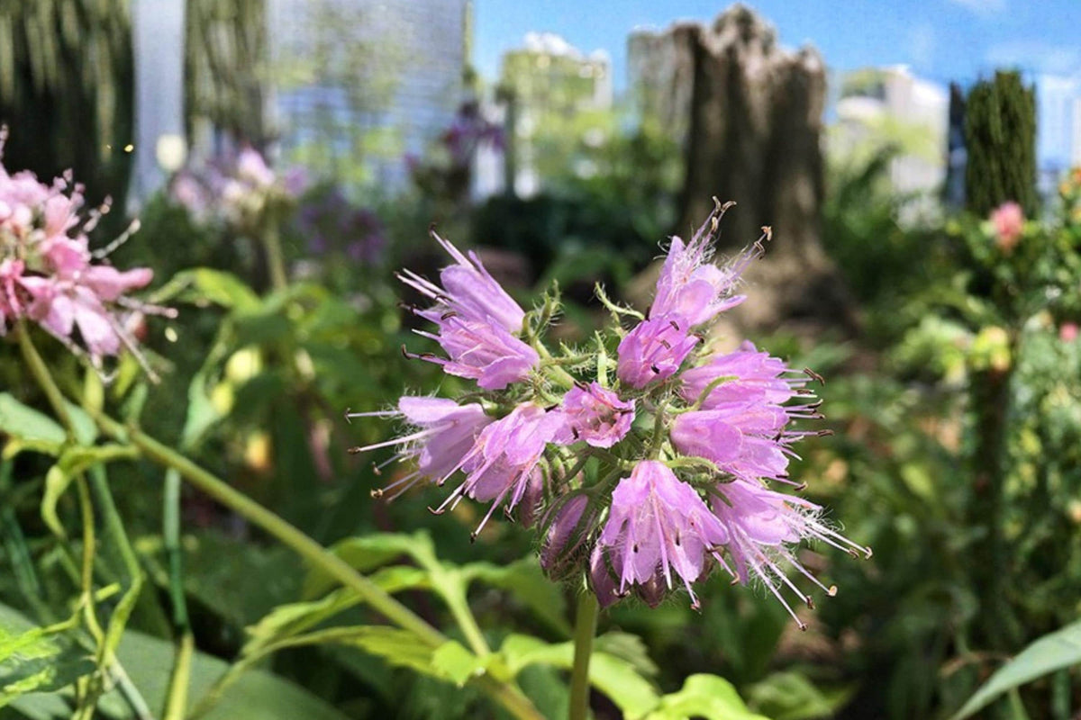 10 Seeds Virginia Waterleaf Hydrophyllum virginianum Native Woodland Shade Perennial
