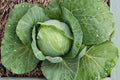 Golden Acre Heirloom Cabbage Seeds – Non-GMO, Early Compact Green Heads, 1000+ Seeds for Garden, Salad, and Coleslaw