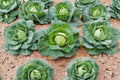 Danish Ballhead Heirloom Cabbage Seeds – Non-GMO, Large Round Heads, Cold Hardy, Storage Variety, 500+ Seeds