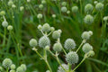 100 Seeds Rattlesnake Master Eryngium yuccifolium Native Perennial