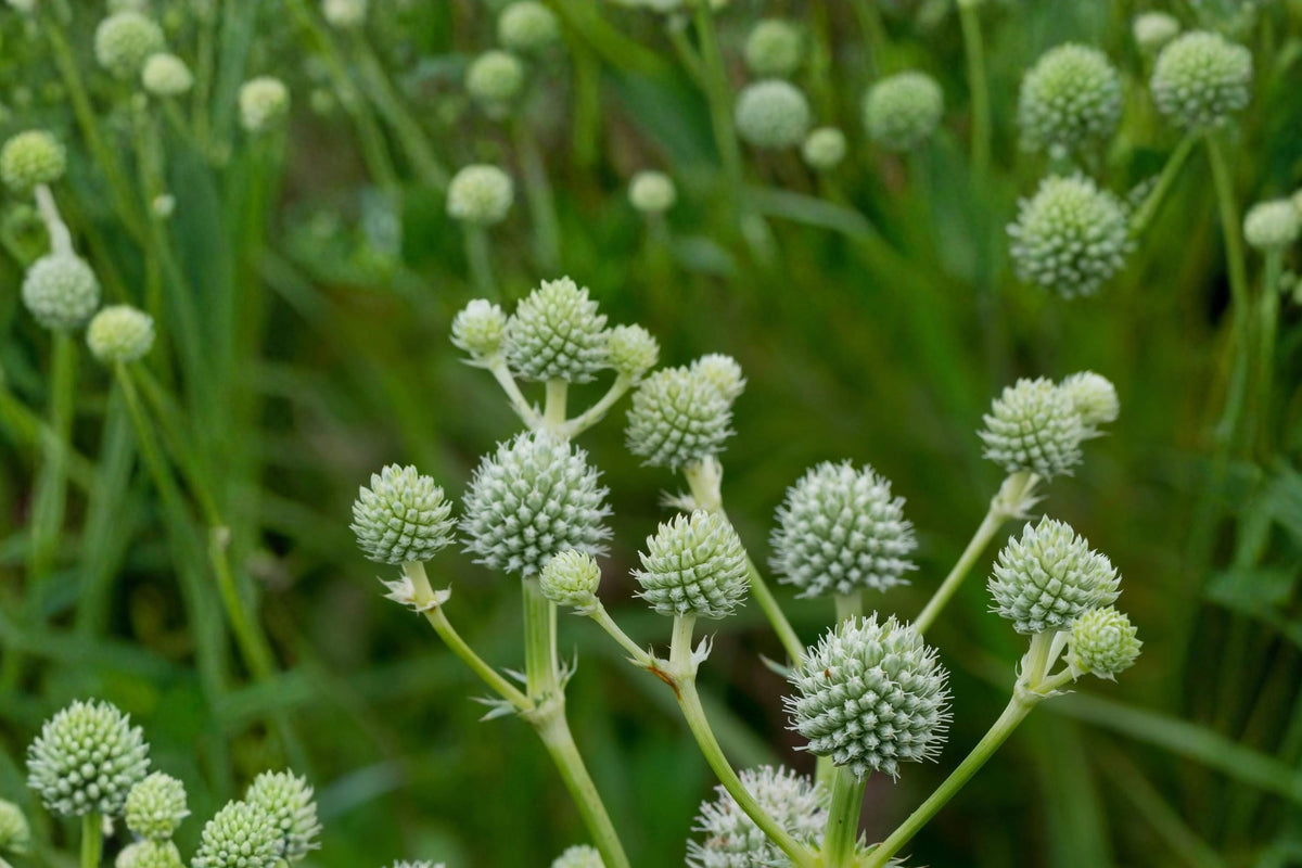 100 Seeds Rattlesnake Master Eryngium yuccifolium Native Perennial