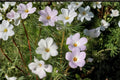 100 Seeds Mountain Phlox Linanthus grandiflorus