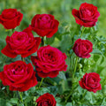 Mister Lincoln Rose Cuttings – Deep Red Fragrant Hybrid Tea – 3 Live Unrooted Rose Stem Cuttings Rosa
