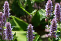 100 Seeds Anise Hyssop Agastache foeniculum Fragrant Herb Perennial
