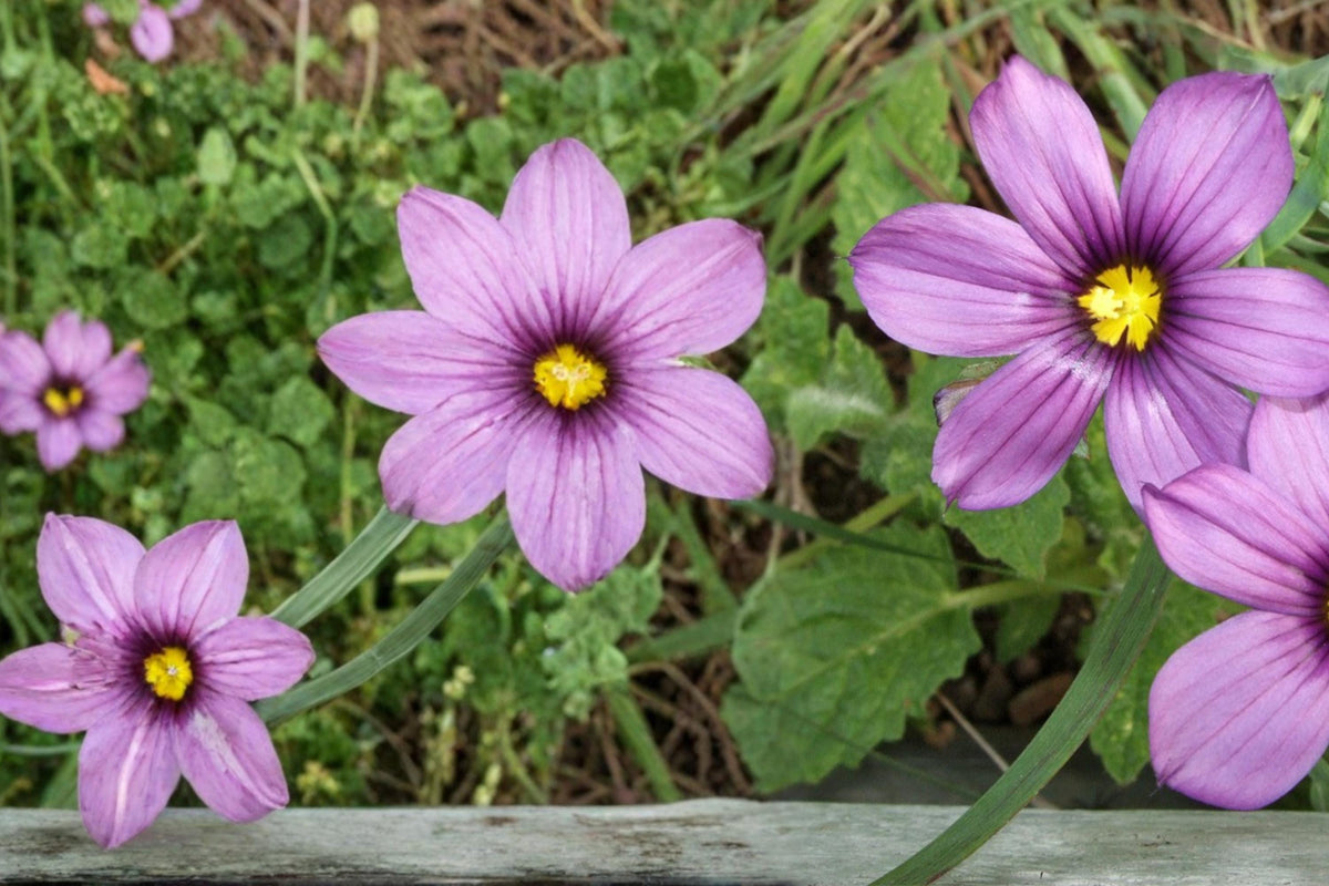 100 Seeds Western Blue Eyed Grass Sisyrinchium bellum