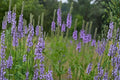 Hoary Vervain Seeds – Verbena stricta Perennial Wildflower with Purple Lavender Flower Spikes for Prairie and Meadow Gardens