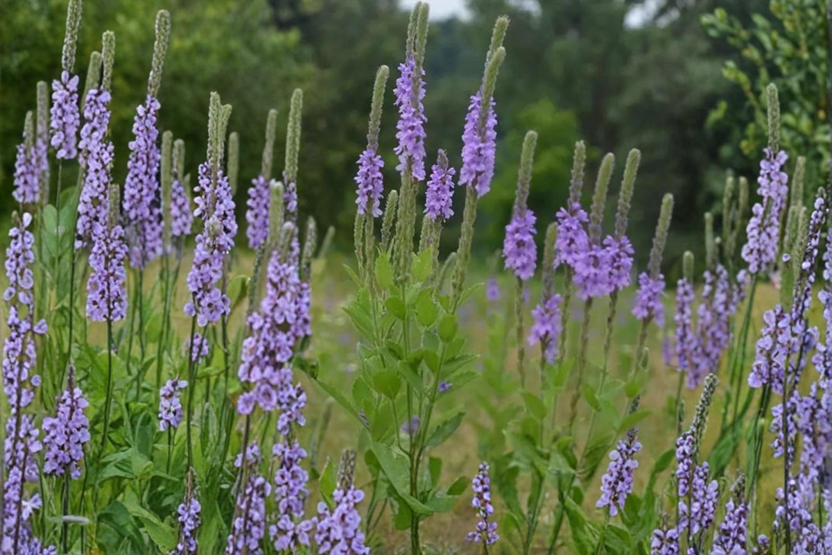 100 Seeds Hoary Vervain Verbena stricta Native Wildflower