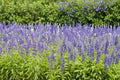 100 Seeds Blue Sage Salvia farinacea Ornamental Flower