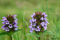 100 Seeds Heal All Prunella vulgaris Hardy Perennial Groundcover Herb